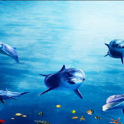 3d-dolphin-ocean2